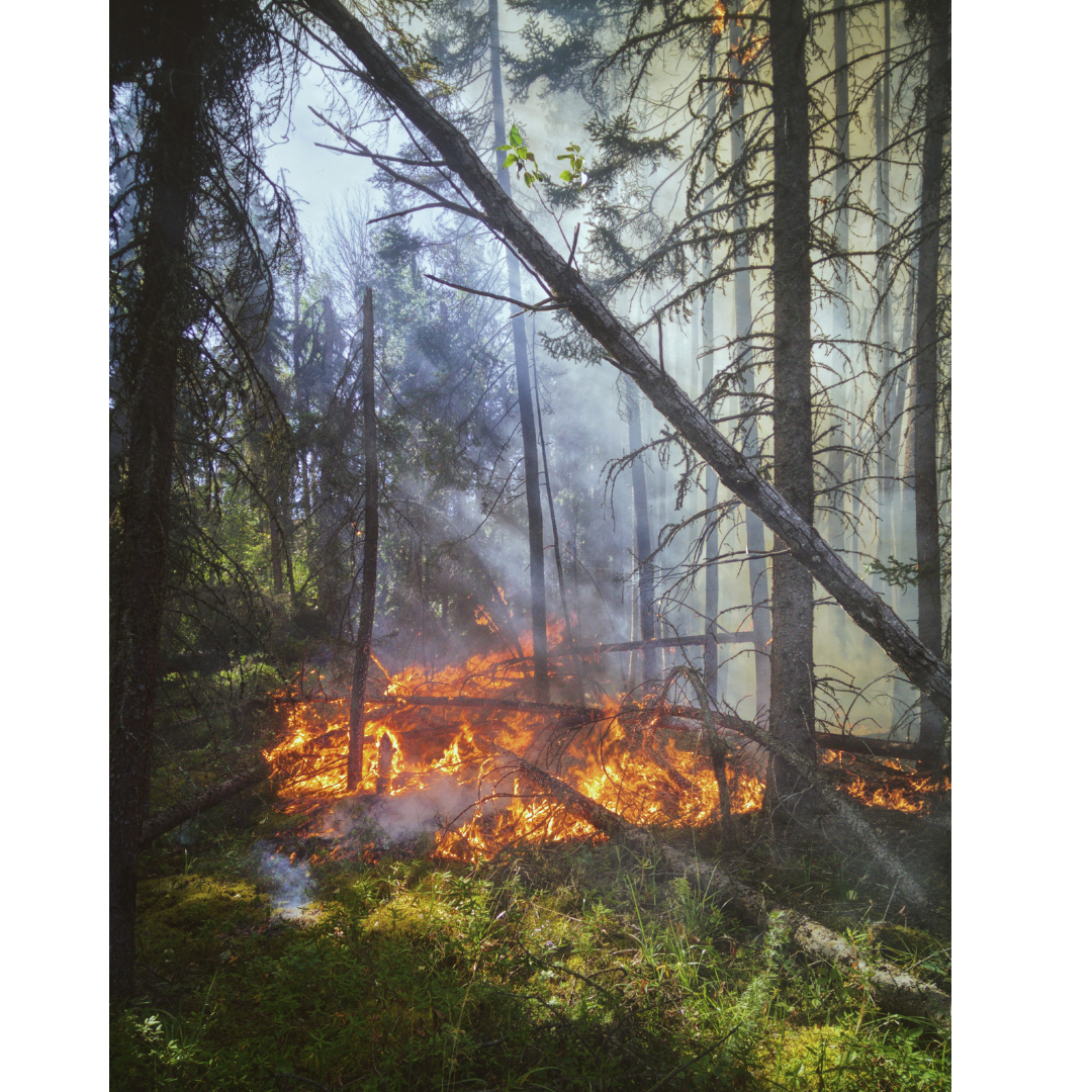 Feu de foret avec la fumée